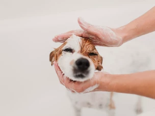 imagem de uma pessoa a dar banho a um cão